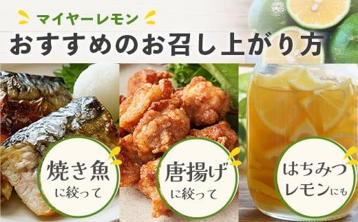 【先行予約】≪2026年8月以降順次発送≫ こだわりの青切りマイヤーレモン 約1kg (6~9個) 【 沖縄 石垣 数量限定 フルーツ レモン マイヤー メイヤー こだわり 】TF-026