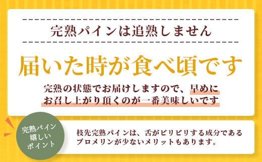 《2026年6月～8月順次発送》【先行受付】希少！濃厚！「枝元完熟・てのひらジュワリーパイン」 【 沖縄県 石垣 石垣島 パイン 果物 フルーツ パイナップル 離島のいいもの 沖縄いいもの石垣島 】OI-5