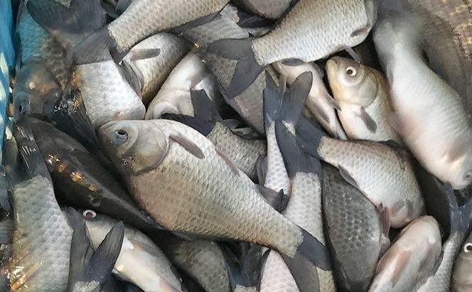 佐屋川　へらぶな釣り半年間釣券 体験チケット 体験型 フィッシング 釣り体験 アクティビティ お出かけ レジャー 