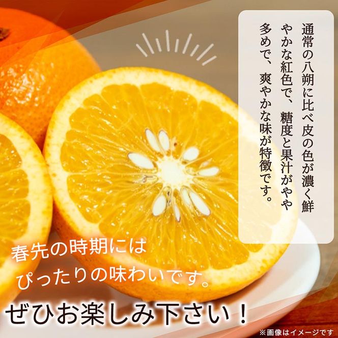 紀州有田産木成り完熟紅八朔8kg