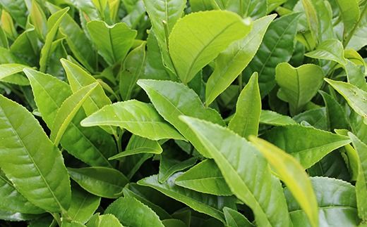 三芳町産狭山茶詰め合わせ （高級煎茶100g×3本、特選煎茶100g×2本） 銘茶 煎茶 緑茶 お茶 抗酸化作用 カテキン 鮮やか 色合い 旨み 渋み 茶匠の技 国産 FAA-115