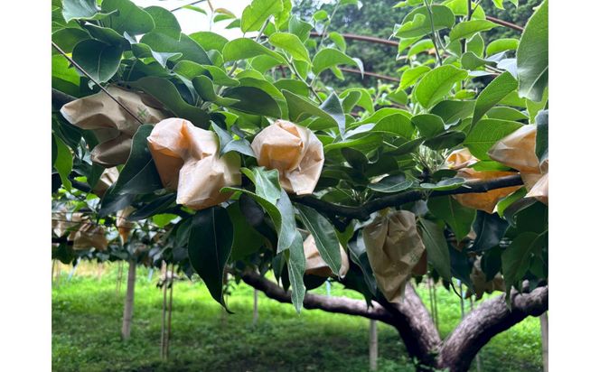 1263.【2026年度発送先行予約】数量限定　二十世紀梨　3kg 313726_CS006