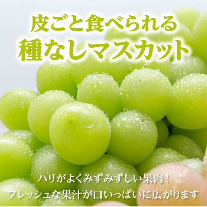 ぶどう 2026年 先行予約 ご家庭用 シャイン マスカット 晴王 優品 2房入り（1房 530g以上 露地栽培） ブドウ 葡萄  岡山県産 国産 フルーツ 果物 岡山の葡萄