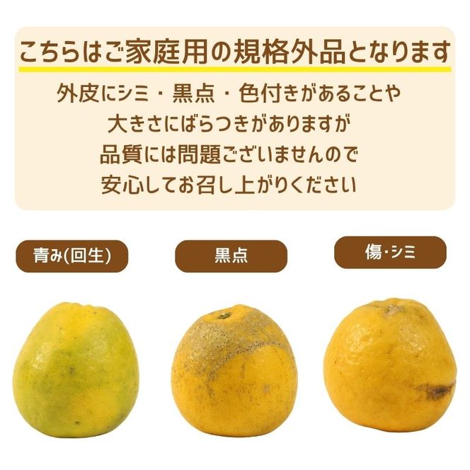 訳あり 愛南ゴールド ( 河内晩柑 ) 8kg 9000円  かわちばんかん ミカン わけあり  家庭用 あいなん ゴールド 蜜柑 和製 グレープフルーツ 産地直送 国産 農家直送 期間限定 数量限定 フルーツ 果物 柑橘 傷 不揃い 規格外 愛媛県 愛南町 愛なんよ 