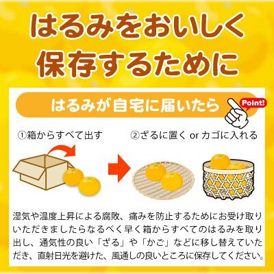 【2027年先行予約】果肉ぷりぷり! 完熟 はるみ 5kg_G7056