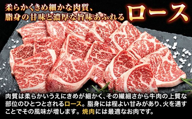 熊野牛 ロース 焼肉用 500g 粉山椒付き 澤株式会社(Meat Factory)《30日以内に出荷予定(土日祝除く)》 和歌山県 日高町 熊野牛 牛 うし 牛肉 ロース 焼肉 山椒 送料無料---wsh_fswam31_30d_24_34000_500g---