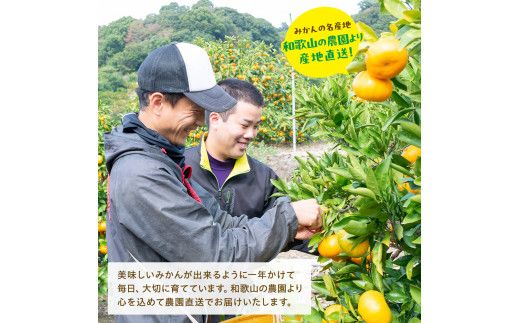 【9月発送】 ＼先行予約／ 有田 育ちの完熟 有田 みかん 家庭用 7.7kg(7.5kg+200g) / 有田みかん 柑橘 甘い フルーツ 果物 産地直送 和歌山 ※北海道・沖縄・その他離島地域は発送不可【ard004-c-7d7-9】