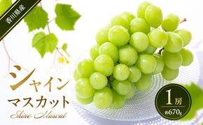 シャインマスカット 1房 (約670g)  葡萄 ぶどう ブドウ フルーツ 果物 くだもの 果実 旬の果物 旬のフルーツ 香川 香川県 東かがわ市