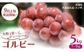 ゴルビー 5kg (7～9房)【2026年9月上旬発送開始】(茨城県共通返礼品：大子町) ぶどう ブドウ 葡萄 果物 フルーツ 果実 