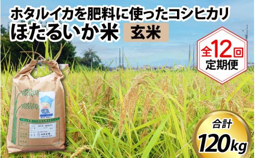 【訳あり】ほたるいか米（玄米10kg）×12回 計120kg【12ヶ月定期便】