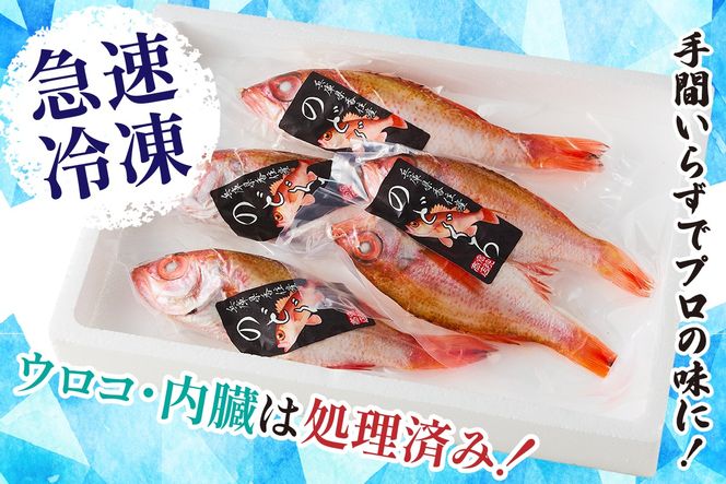 【兵庫県香住産 処理済 のどぐろ中5匹 1匹約150g前後 計約700～800g 冷凍】令和8年3月下旬以降、順次発送予定 日本海 鮮度抜群 生冷凍 急速冷凍 白身のトロ ノドグロ 国産 産地直送 兵庫県 香美町 香住 柴山 山陰 大人気 おすすめ 宿院商店 33-30