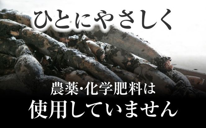 【先行予約】【農家直送！】 レンコン　SEIMEI　2kg　レンコン　蓮根　根菜　野菜/株式会社水谷グルッポ　[AEBX001]