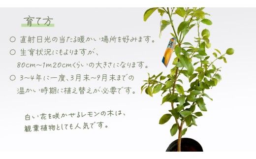 レモン の 苗 8号ポット 1点 苗木 庭木 果樹 ガーデニング 家庭菜園 園芸 鉢植え 庭木 果物 くだもの  観葉植物 インテリア 植木鉢
