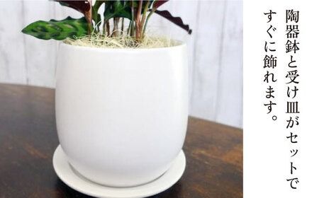 葉模様が独特で美しい 『カラテア・ランシフォリア (インシグニス)』 糸島市 / cocoha 観葉植物 グリーン 緑 インテリア [AWB037] 観葉植物 植物 カラテア インシグニス グリーン 緑 インテリア 鉢 リラックス