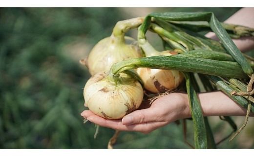 【福箱★2026】訳あり 新玉ねぎ 旬玉 8.5kg 生がおいしい神重農産のブランド玉ねぎ H105-169