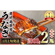 【0124326a-2601】＜1月上旬発送予定＞東串良町のうなぎ蒲焼(無頭)(2尾・計約300g・タレ、山椒付) うなぎ 高級 ウナギ 鰻 国産 蒲焼 蒲焼き たれ 鹿児島 ふるさと 人気【株式会社アクアおおすみ】