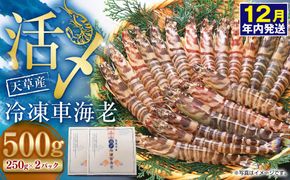 【2025年12月16日迄に入金確認で年内発送】天草産 活〆冷凍 車海老 500g（特大） 12～14尾 車えび 車エビ えび 海老 エビ 冷凍 国産 熊本県 上天草市【2025年11月下旬発送開始】