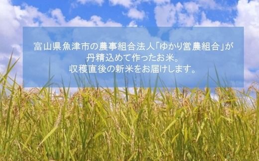 富山県魚津市産の富富富 10kg(玄米) ※北海道・沖縄・離島への配送不可 ※2025年9月下旬～12月下旬頃に順次発送予定