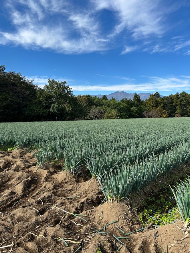 野菜 ネギ 伊那市田原産 土付きネギ 約3kg｜葱 ネギ 野菜 収穫 土付き 鮮度 焼きネギ BBQ チャーハン すき焼き 鍋 料理 伊那 伊那産 長野県 ふるさと納税【007-11】