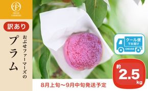 【訳あり】プラム 約2.5kg ［おぶせファーマーズ］数量限定 果物類 フルーツ 規格外 不揃い 家庭用 長野県産 信州産 クール便 冷蔵便 お取り寄せグルメ 【2025年8月上旬～9月中旬発送】［FH-86］