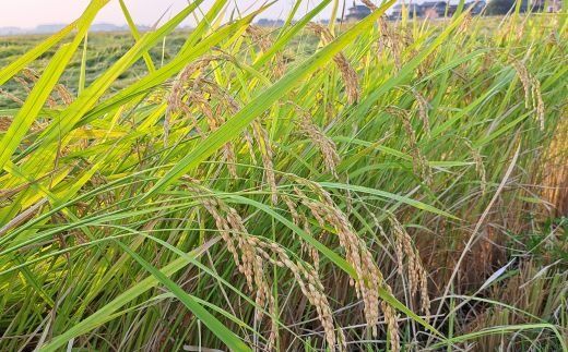 玄米 常総市産 にじのきらめき5kg