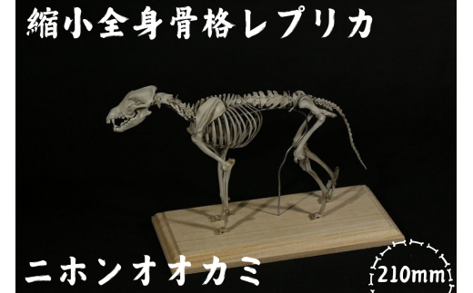 【ニホンオオカミ】 縮小 全身骨格レプリカ　/　レプリカ 標本 コレクション プラモデル 動物標本 骨格レプリカ 狼 フィギュア インテリア 模型 動物 博物館 骨格 頭蓋骨 ミニチュア 3Dプリント 【anf004】