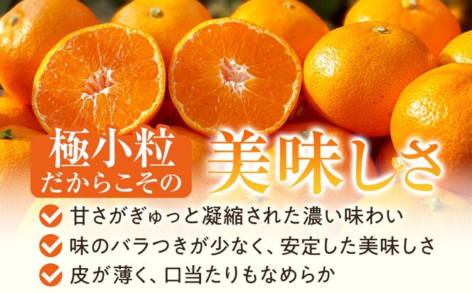 完熟 小粒 有田みかん 5kg 甘味凝縮 和歌山県産 産直45年 武内園 BA04 