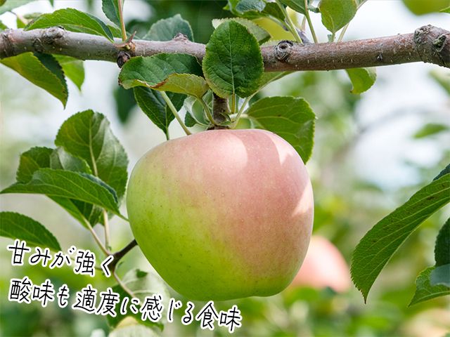りんご 青森 ぐんま名月 リンゴ 約 5kg (12～16玉) 青森県 鰺ヶ沢町産 ヒバリノ園 フルーツ 果物 果物類 白神山地 林檎 ※オンライン決済のみ 