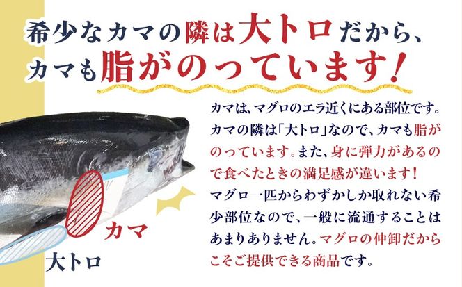 鹿児島産　天然　キハダマグロのカマ約200ｇ×3　調理済　バジル風味or西京焼き　K100-012