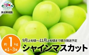 シャインマスカット 約1kg (約1～3房)《黒岩果樹園》■2025年発送■※9月上旬頃～11月上旬頃にかけて順次発送