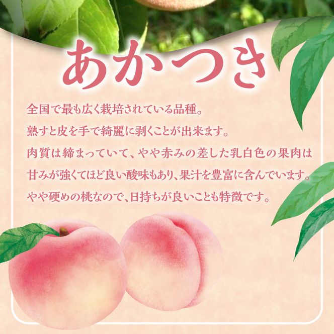 【2026年産 先行予約】＜北海道余市産＞訳アリ 桃「あかつき」3kg（12～20玉）_Y103-0061