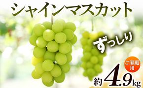 【8月31日（夏休み）までの期間限定価格!!】ご家庭用　シャインマスカット　ずっしり　約4.9kg