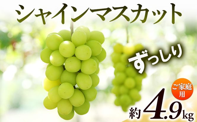 【8月31日（夏休み）までの期間限定価格!!】ご家庭用　シャインマスカット　ずっしり　約4.9kg