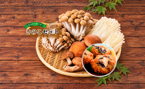 【2026年発送】志賀高原の麓で育った きのこセット きのこ 詰め合わせ セット えのき ぶなしめじ しいたけ 長野