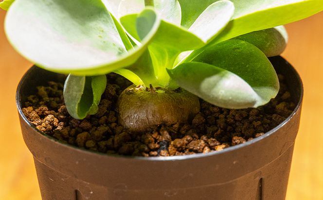 塊根植物 パベルカエ オトンナ -  植物 オトンナ属 レア レア種 インテリア ナチュラル 自然 グリーン 観葉植物 おしゃれ 癒し かわいい 多肉植物 塊根植物 サキュレントフィールドSucculent field 高知県 香南市 常温 cc-0008