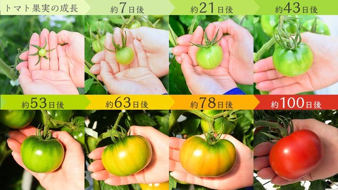 フルーツトマト 大箱 約2.6kg × 3箱 【大玉 20〜35玉/1箱】 糖度7度 以上 野菜 フルーツ トマト とまと [AF074ci]