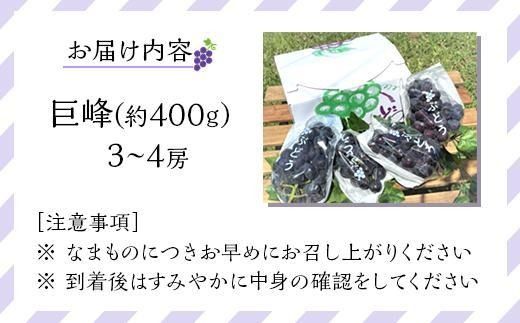 先行予約 和歌山 有田産 巨峰 1.2kg 3~4房 フルーツ 果物 ［2026年8月下旬以降発送］DU03  