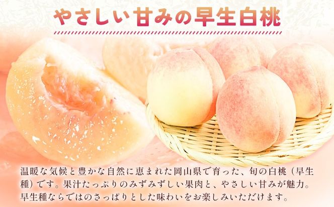 【2027年発送先行予約】ご家庭用 岡山の白桃（ 早生種 ）約1.3kg 5～6玉 《2027年6月下旬-7月中旬頃出荷》 晴れの国おかやま館 (つむぐ株式会社) フルーツ 果物 果実 桃 白桃 岡山県 笠岡市【配送不可地域：離島】---H-101---