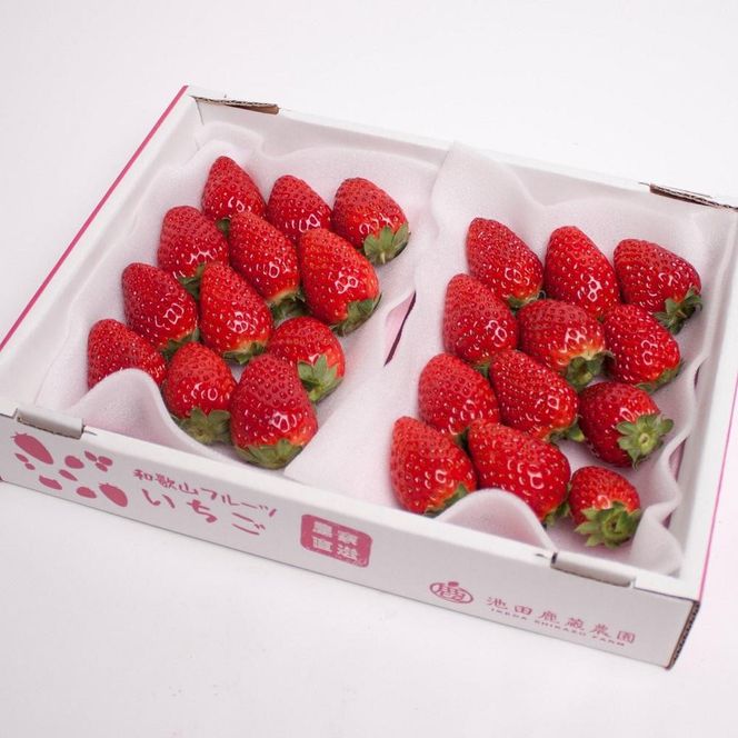 朝摘み完熟まりひめ約600g（300g前後×2トレイ）［和歌山ブランド苺まりひめ］［こだわりの土耕栽培のいちごを農家直送］［IKE101］ 303446_BB90234