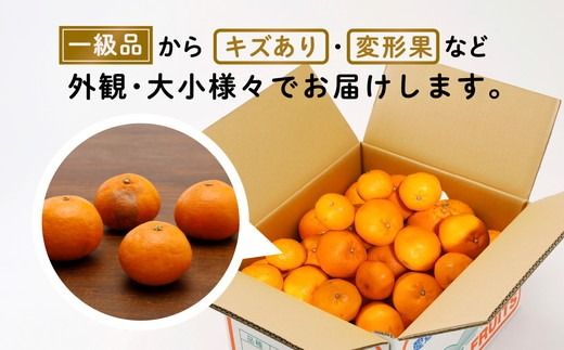 【先行受付】【数量限定】【山採り無選別】はるみ 5kg | みかん 柑橘 ミカン 蜜柑 mikan 果物 フルーツ 糖度 甘い 愛媛県 伊方町 Misaki Base ※2025年2月上旬～2月下旬頃に順次発送予定 ※離島への配送不可