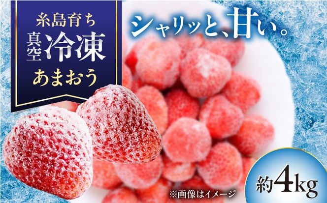 福岡県産 真空冷凍 あまおう いちご 約4kg  / 削りいちご 加工用 苺 イチゴ フルーツ 果物 / 糸島市 / mhshops[AKQ012]