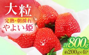 朝摘み 愛知県産 大粒 完熟やよい姫 約200g×4パック いちご やよい姫 完熟 愛西市/くぼ苺農園[AECJ004]