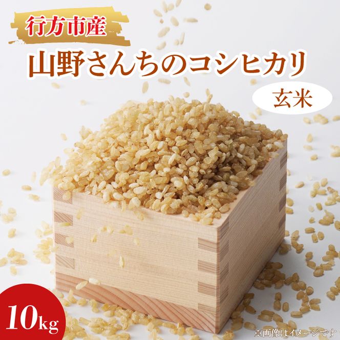 ★令和7年度産★山野さんちのコシヒカリ 10kg(玄米)｜米 お米 こめ こしひかり コシヒカリ 令和7年産 R7年産 新米 玄米 茨城県 行方市(BR-5-1)
