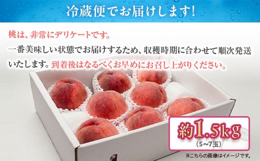 白桃 約1.5kg（5～7玉）和歌山県産 厳選 化粧箱入り ｜ 白鳳・清水白桃・川中島・もも・はくとう【化粧箱入り】 ※北海道・沖縄・離島への配送不可 ※2026年7月上旬～7月下旬頃に順次発送予定