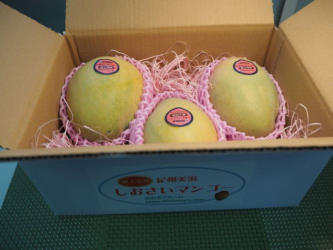 【2026年先行予約】紀州美浜しおさい マンゴー 2～3玉（1.2～1.3kg）｜フルーツ 果物 くだもの まんごー 希少 国産 食品 おやつ デザート 産地直送 和歌山県美浜町産