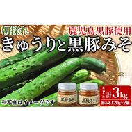 【0105905a】＜数量限定＞朝採れ！新鮮！きゅうり(3kg) と物産館おススメ黒豚みそ(計240g・120g×2種) セット キュウリ 採れたて 野菜 鹿児島黒豚 【東串良物産館ルピノンの里】