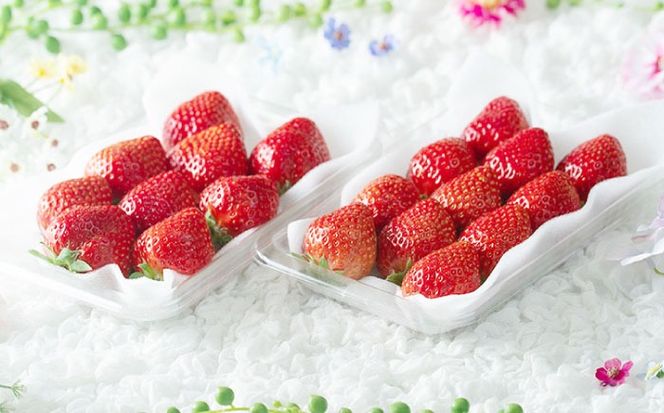 【全2回定期便】福岡産【春】 あまおう 6パック 《築上町》【南国フルーツ株式会社】果物 苺 いちご[ABET027]