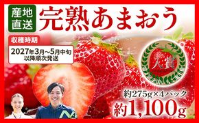 あまおう 約1100g（約275g×4パック） 【先行受付／2027年3月～5月中旬順次発送予定】いちご 苺 福岡高級 フルーツ お取り寄せ ご当地グルメ 福岡土産 取り寄せ グルメ 福岡県 食品 社会福祉法人 猪位金福祉会