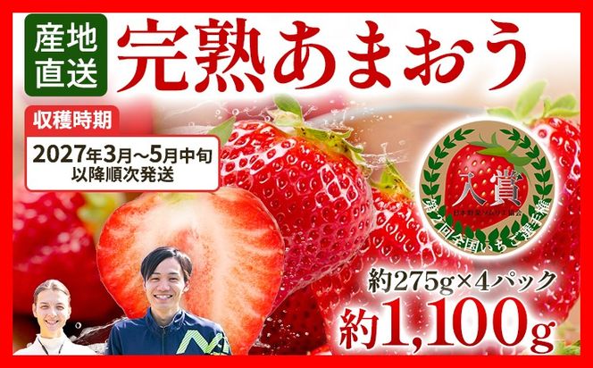 あまおう 約1100g（約275g×4パック） 【先行受付／2027年3月～5月中旬順次発送予定】いちご 苺 福岡高級 フルーツ お取り寄せ ご当地グルメ 福岡土産 取り寄せ グルメ 福岡県 食品 社会福祉法人 猪位金福祉会