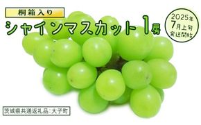 【桐箱入り】 シャインマスカット １房 (茨城県共通返礼品：大子町) ぶどう 葡萄 マスカット フルーツ 果物 贈答用 ギフト 贈り物